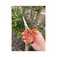 Heavy-Duty Garden Pruning Shears with Safety Lock & Stainless Steel Spring